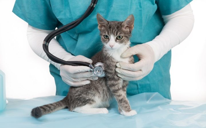 Katze Schutzimpfung Tierarztpraxis Raguhn