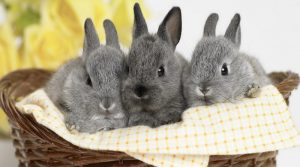Kaninchen Tierarztpraxis Raguhn