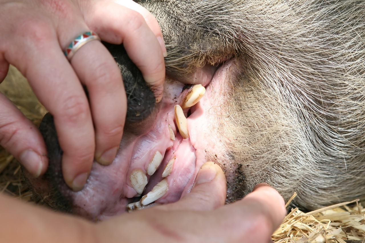 teethes-hands-animal-1238947_1280